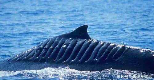 航母在前進(jìn)的過(guò)程中，為何總有鯊魚(yú)跟著？